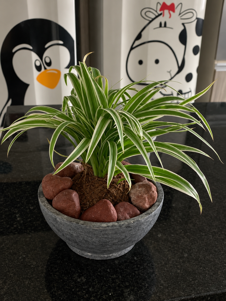 Clorofito em vaso baixo com pedras na decoração