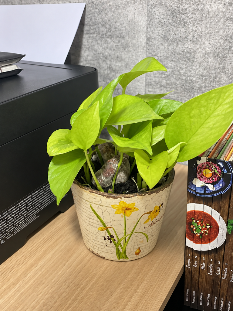 Jiboia-neon em vaso decorado sobre móvel de madeira