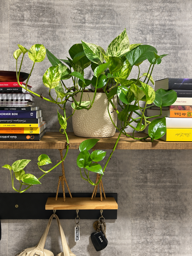Jiboia variegada em vaso claro sobre prateleira com livros