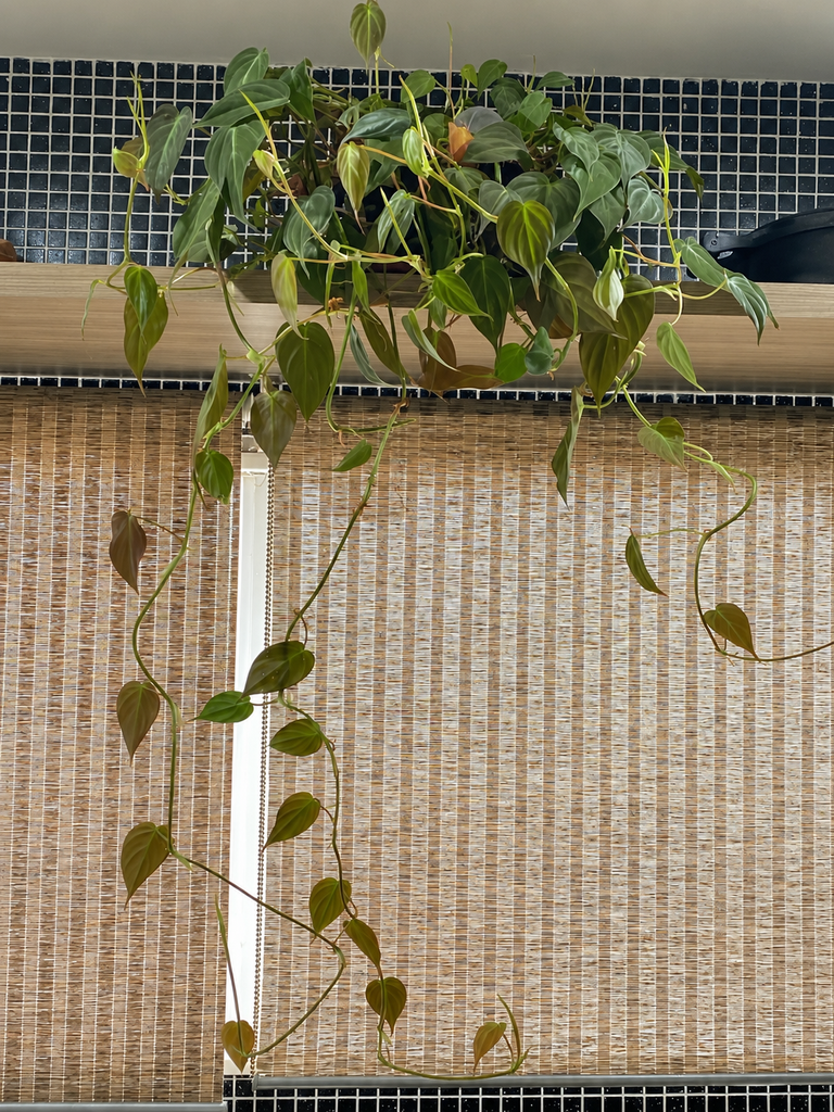 Philodendron Micans pendente em prateleira dentro de casa
