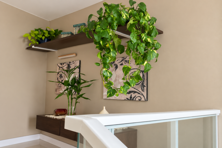 Plantas para dentro de casa em prateleiras com jiboia pendente